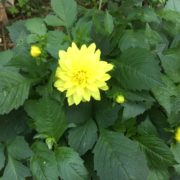 エンジェルナンバー１１１ ５５８８ サイキックリーダー 小林勇治