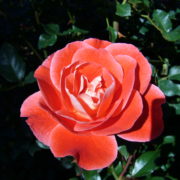 エンジェルナンバー１１１ ５５８８ サイキックリーダー 小林勇治