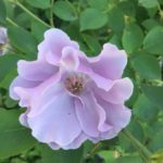 エンジェルナンバー１１１ ５５８８ サイキックリーダー 小林勇治